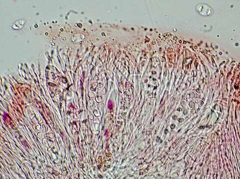 Sivun Caloplaca litoricola Brodo kuva