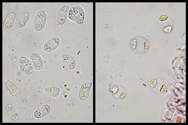 Sivun Caloplaca litoricola Brodo kuva