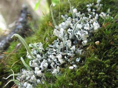 Слика од Cladonia ochrochlora Flörke