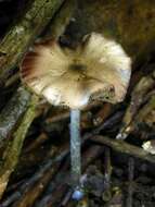 Image of Psilocybe ovoideocystidiata Guzmán & Gaines 2007