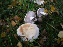 Image de Tricholoma stiparophyllum (N. Lund) P. Karst. 1879