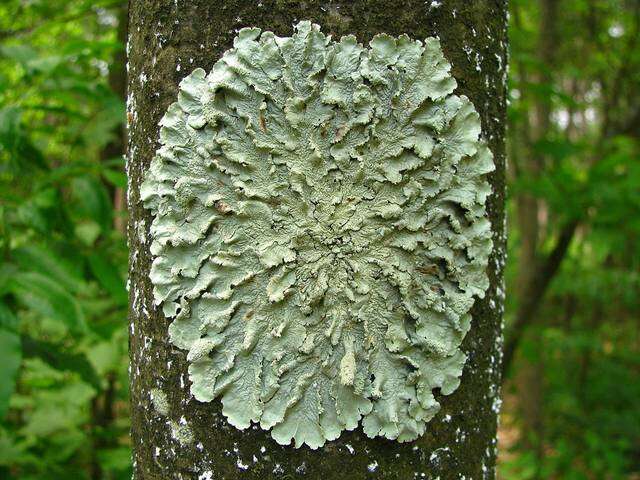 Image of flavoparmelia lichen