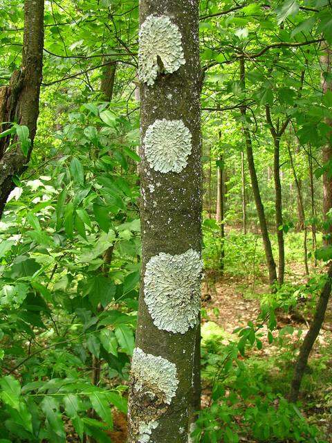 Image of flavoparmelia lichen