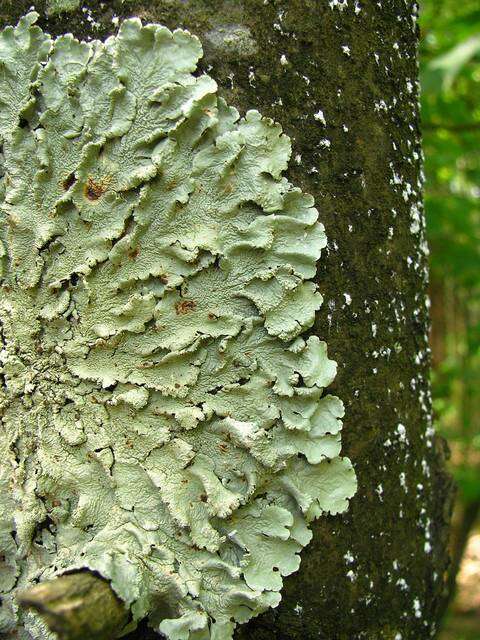 Image of flavoparmelia lichen