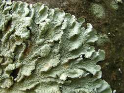 Image of flavoparmelia lichen