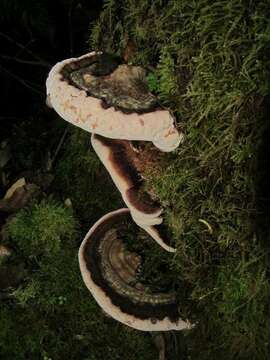 Image of Ganoderma