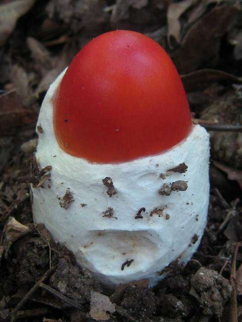 Image of American Caesar's Mushroom