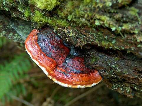 Image of Fomitopsis