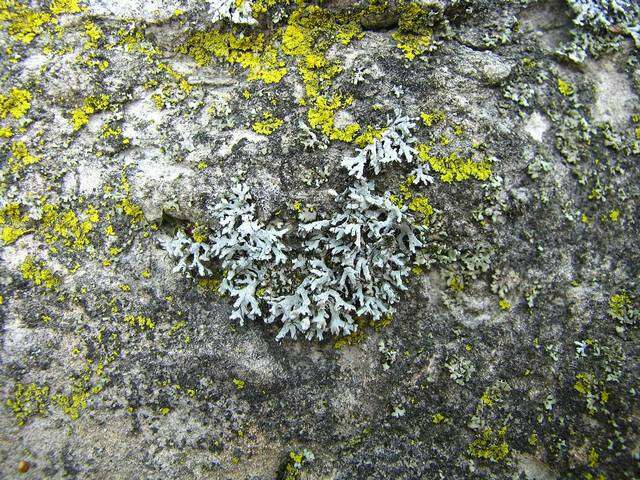 Image of Lecanoromycetidae