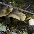 Image of Cortinarius clandestinus Kauffman 1932