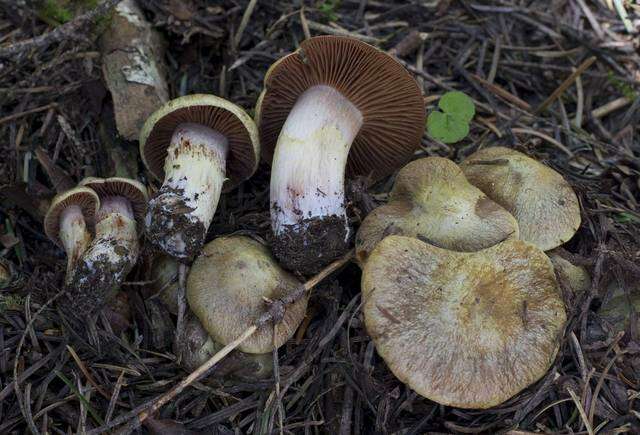 Image of Cortinarius ahsii McKnight 1975