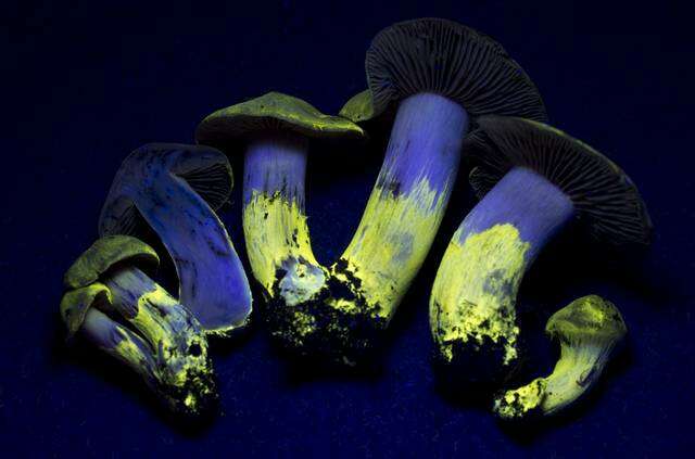 Image of Cortinarius ahsii McKnight 1975