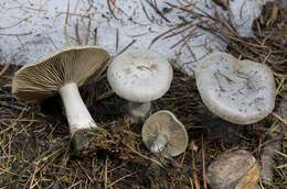 Image de Clitocybe glacialis Redhead, Ammirati, Norvell & M. T. Seidl 2000