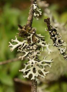 Image of Powder-headed tube lichen