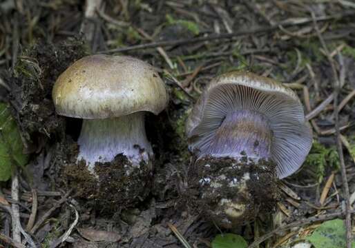 Imagem de Cortinarius subolivascens A. H. Sm. 1944