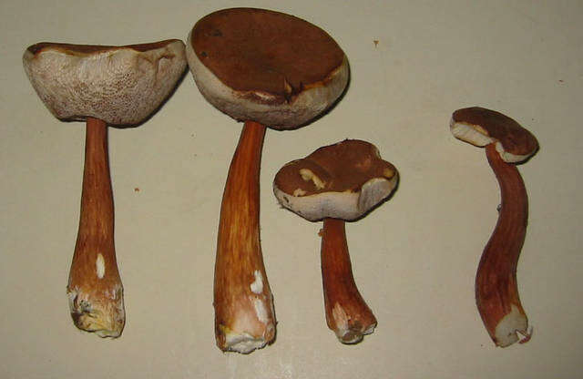 Plancia ëd Austroboletus