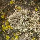 Image of hairy wreath lichen