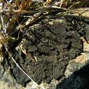 Image of Blistered rock tripe lichen