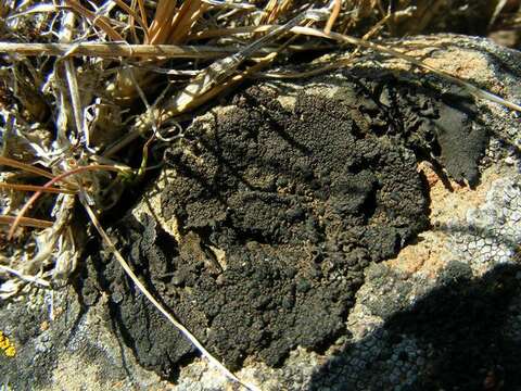 Image of Blistered rock tripe lichen