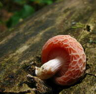 Rhodotus resmi