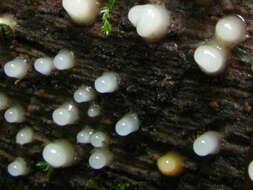 Image of Pucciniomycotina