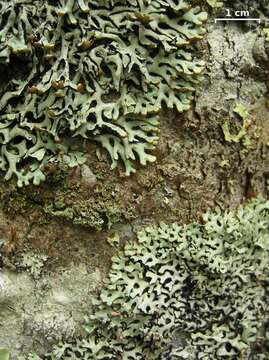 Image of Freckled tube lichen