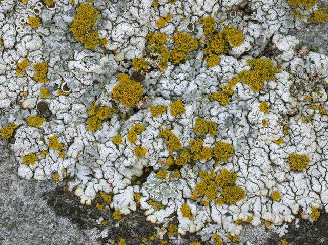 Image of rim lichen