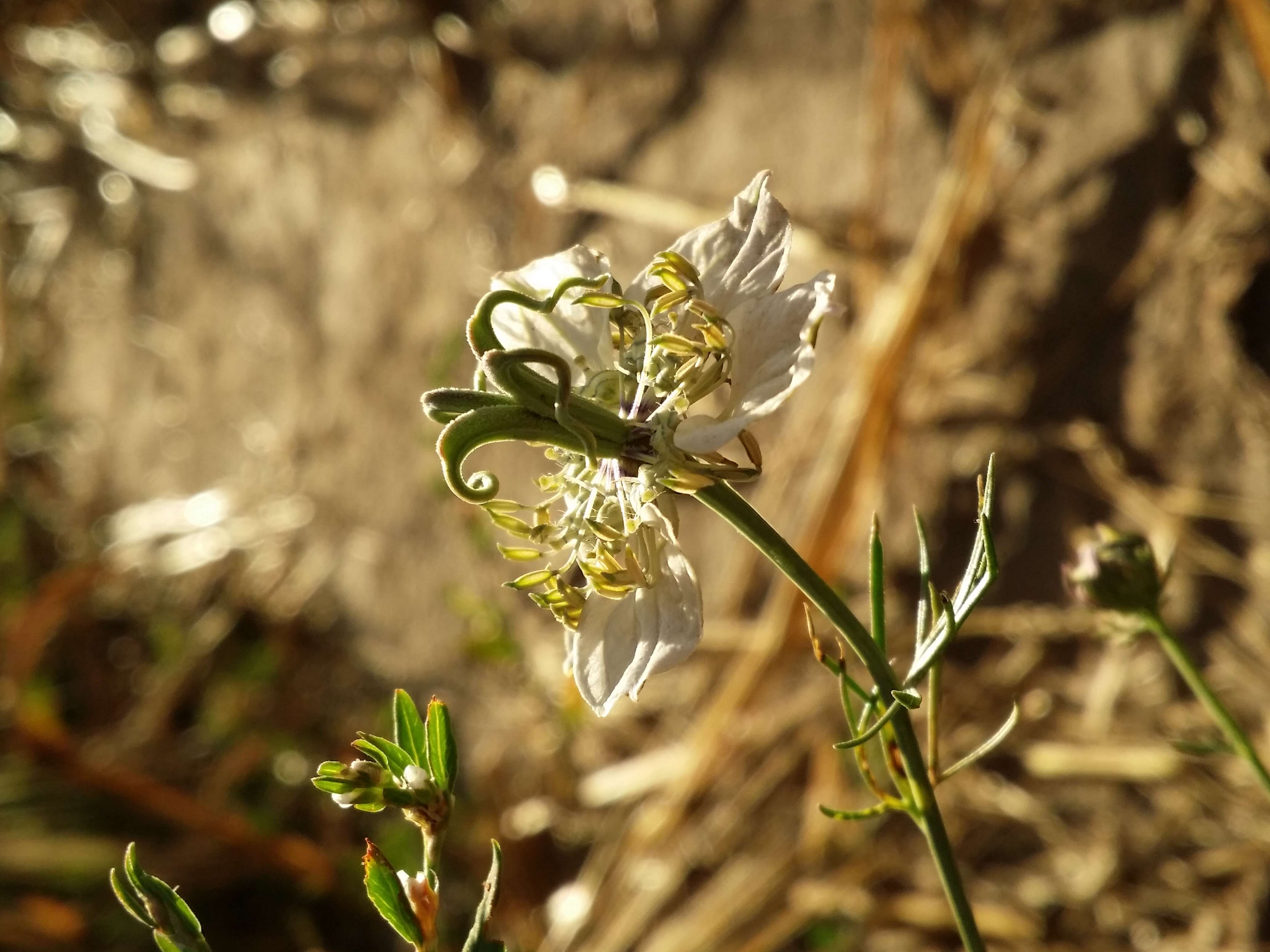 Nigella arvensis L. resmi