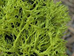 Image of wolf lichen