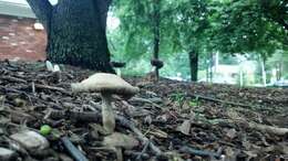 Image of Psilocybe ovoideocystidiata Guzmán & Gaines 2007