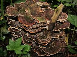 Image of Trametes