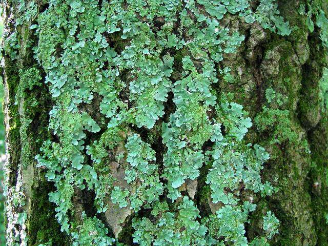 Image of Axil-bristle lichens