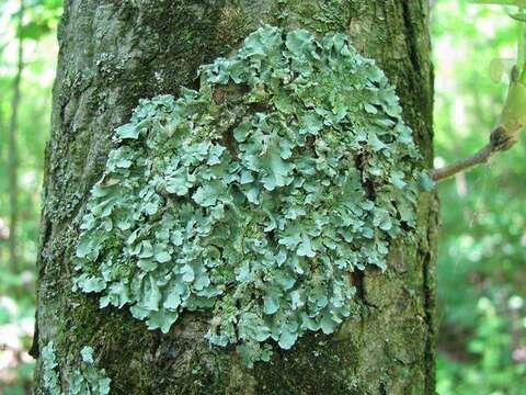 Image of Axil-bristle lichens