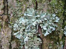 Image of Axil-bristle lichens