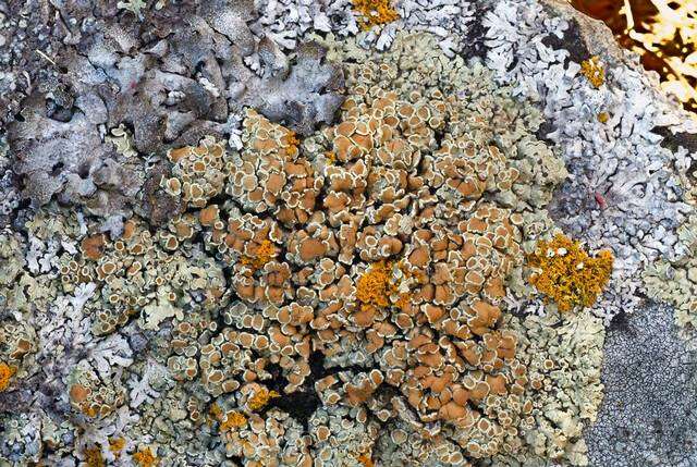 Image of <i>Lecanora muralis</i> (Schreber) Rabenh.