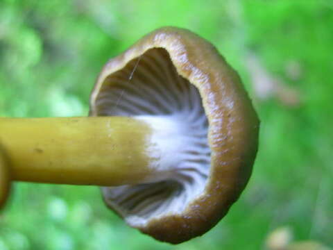 Image of Craterellus