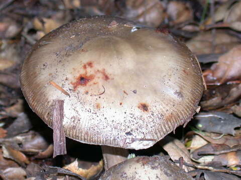 Image of Amanita