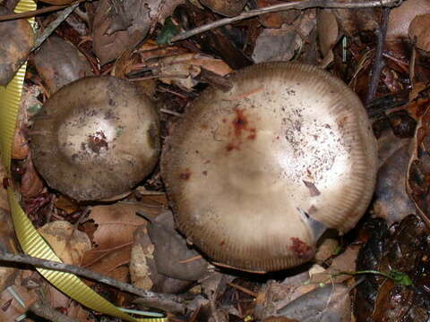 Image of Amanita