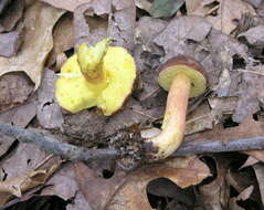 Leccinum rubropunctum (Peck) Singer 1947的圖片