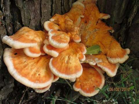 Image of Laetiporus