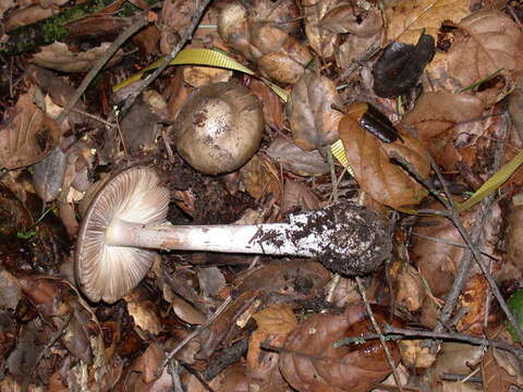 Image of Amanita