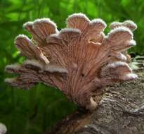 Image of Schizophyllaceae