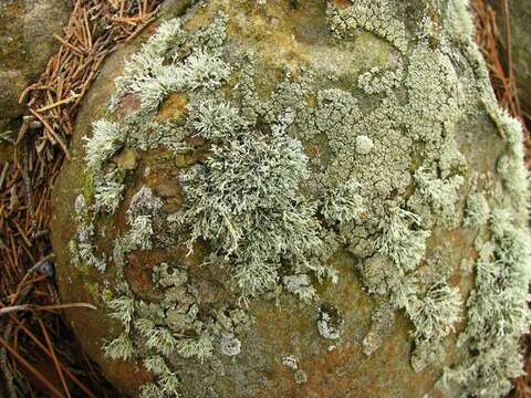 Image of intermediate cartilage lichen