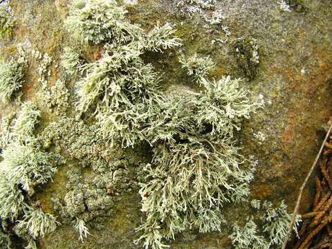 Image of intermediate cartilage lichen