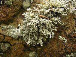 Image of intermediate cartilage lichen