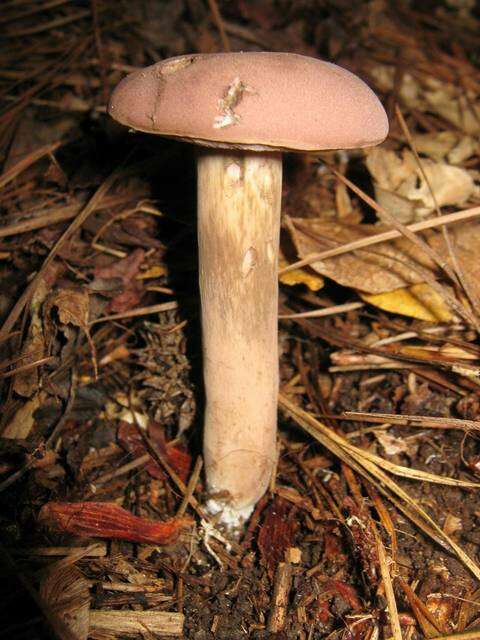 Image of Reddish brown bitter bolete