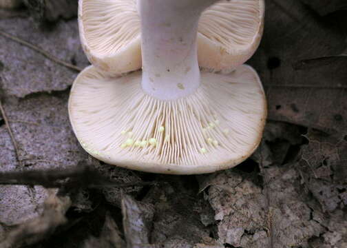 Image of Milk Cap Mushrooms