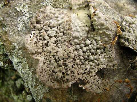 Image of Common toadskin lichen