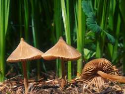 Image of Entoloma holoconiotum (Largent & Thiers) Noordel. & Co-David 2009