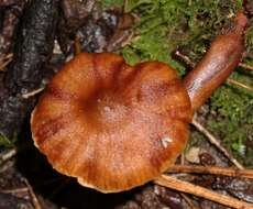 Image of Phaeomarasmius